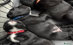 Cane Corso dogs for sale: CANE CORSO PUPS - Image 12