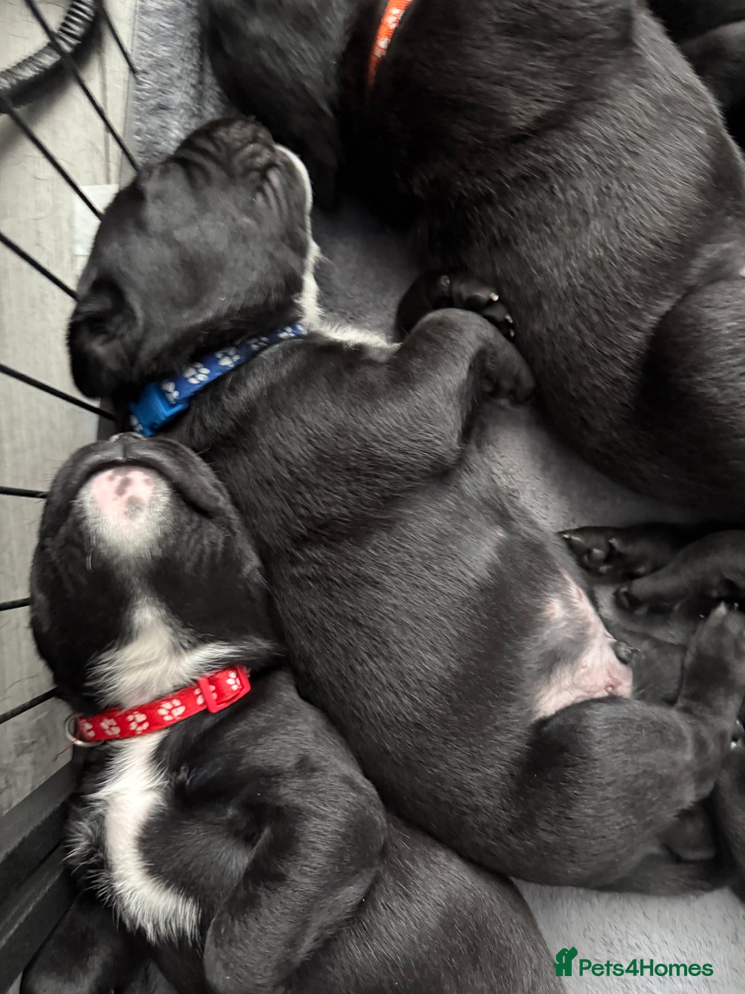 Cane Corso dogs for sale: CANE CORSO PUPS - Image 12