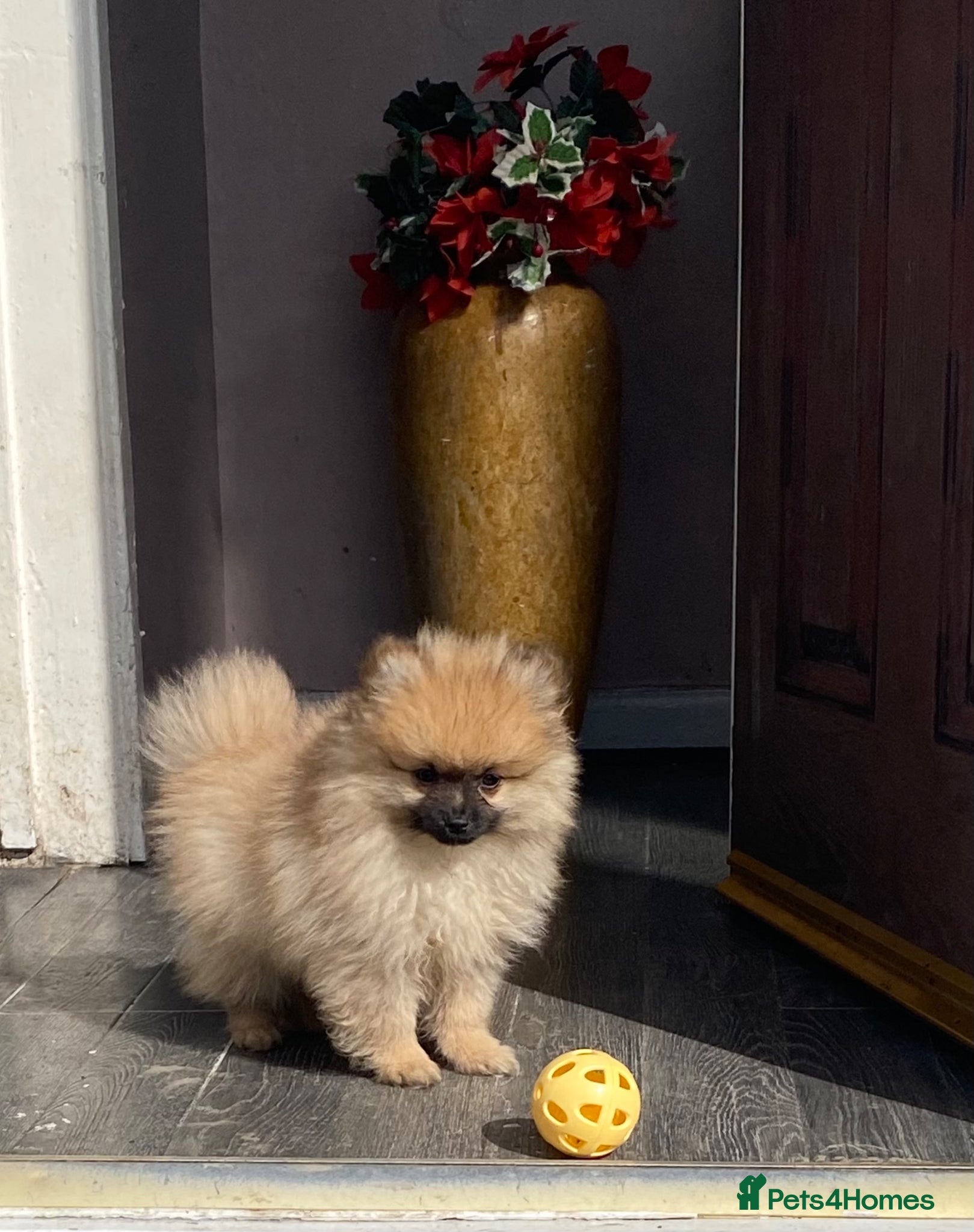 Pomeranian dogs  **  Pomeranian puppies  - Advert 17