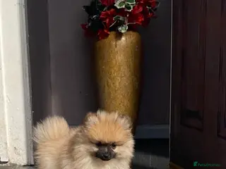 Pomeranian dogs ** Pomeranian puppies - Advert 14
