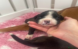 Boxer dogs for sale: Beautiful boxer puppies available  - Image 21