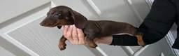 Miniature Dachshund dogs for sale: Miniature dachshund puppies  - Advert 13