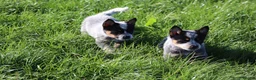 Australian Cattle Dog dogs for sale: 4 male Australian cattle dogs in Marlborough - Advert 8
