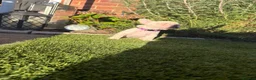 French Bulldog dogs for sale: KC French Bulldogs  - Advert 6