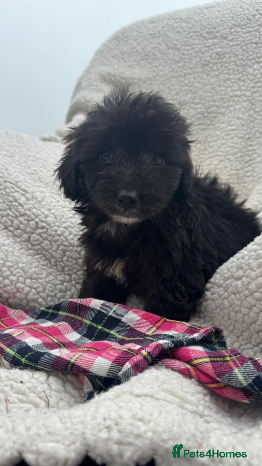 Mixed Breed dogs BEAUTIFUL F1 CORGIPOO GIRL🩷 - Advert 1