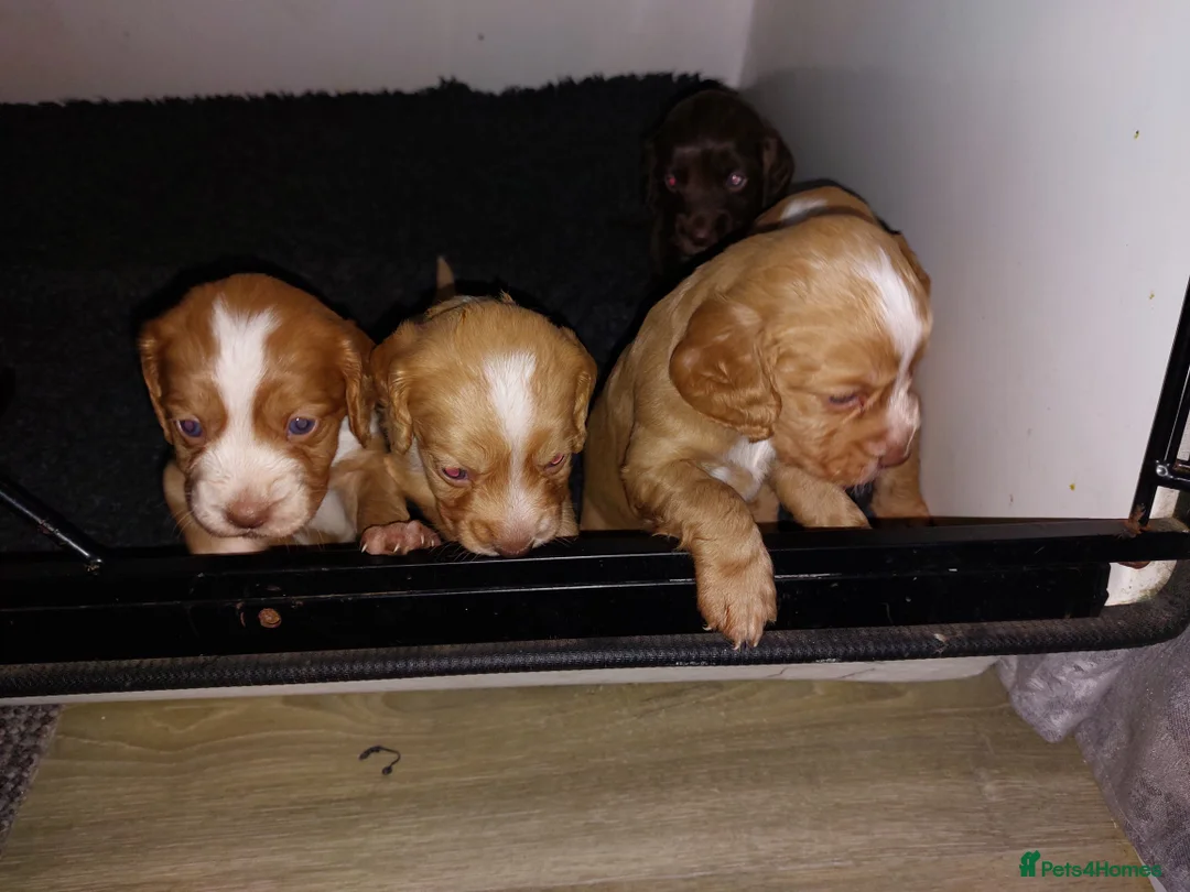 Cocker Spaniel dogs for sale: Cocker Spaniel Pups - Advert 9