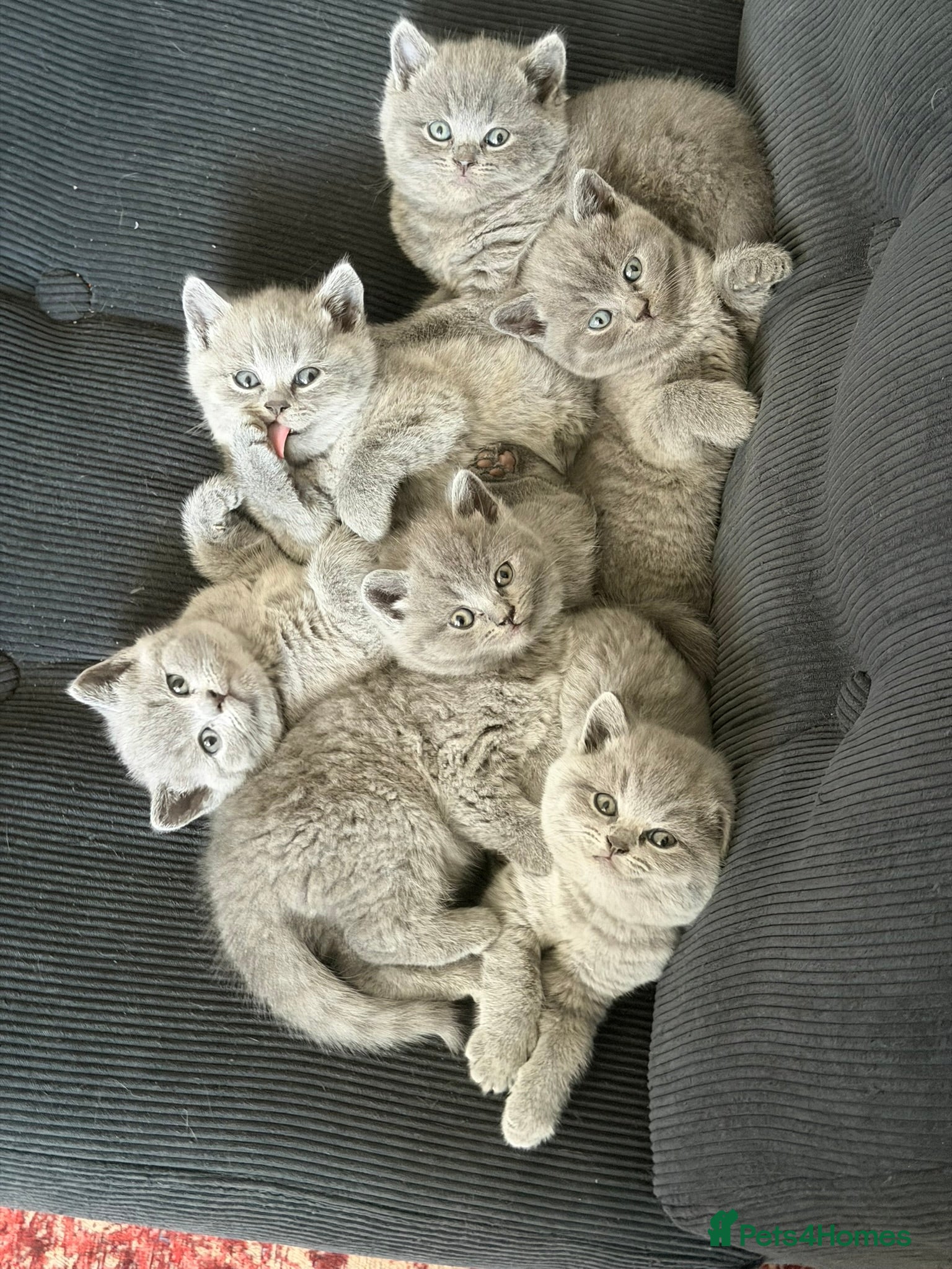 British Shorthair cats 🐾 British Shorthair × Scottish Straight Kittens - Advert 1