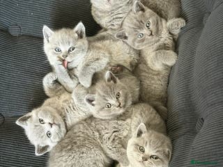 British Shorthair cats 🐾 British Shorthair × Scottish Straight Kittens - Advert 15