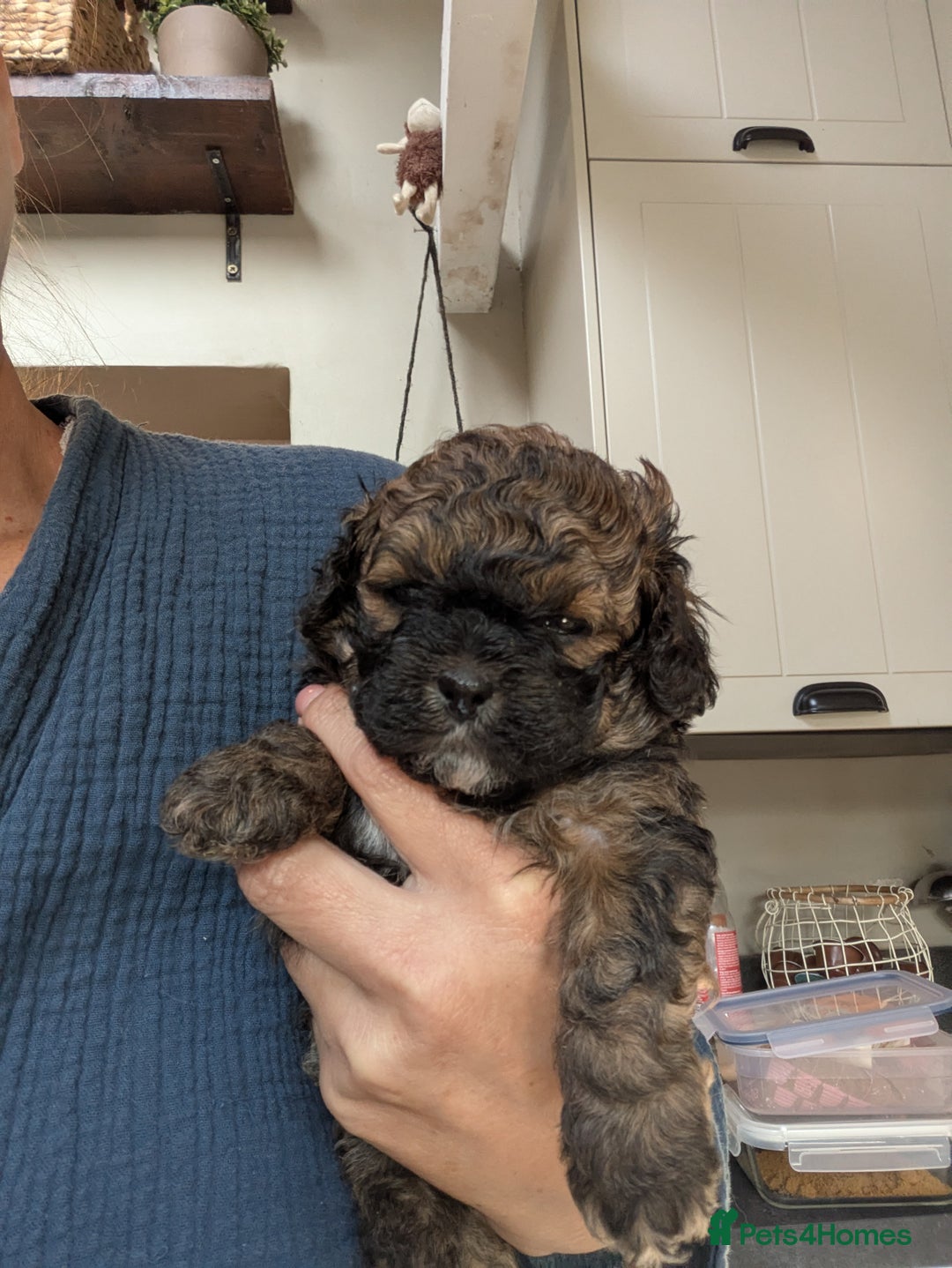 Shihpoo dogs for sale: F2 shihpoo puppies. - Image 1