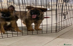 Mixed Breed dogs for sale: german czech shepherd / belgian malinois - Image 3