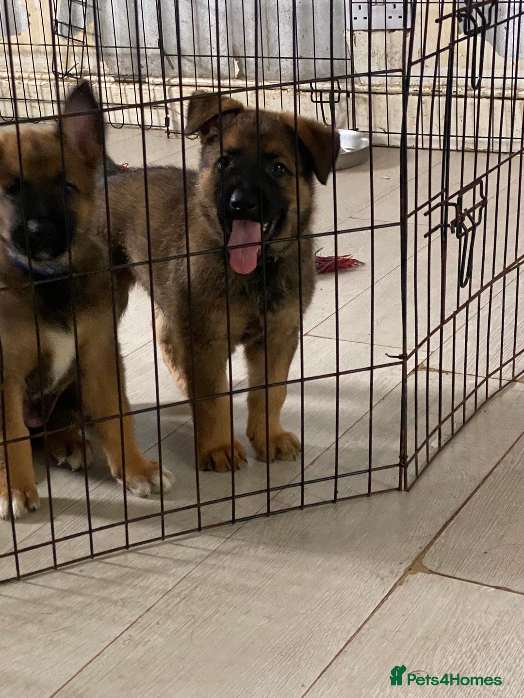 Mixed Breed dogs for sale: german czech shepherd / belgian malinois - Image 3