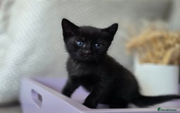Mixed Breed cats for sale: Black kittens  - Image 2