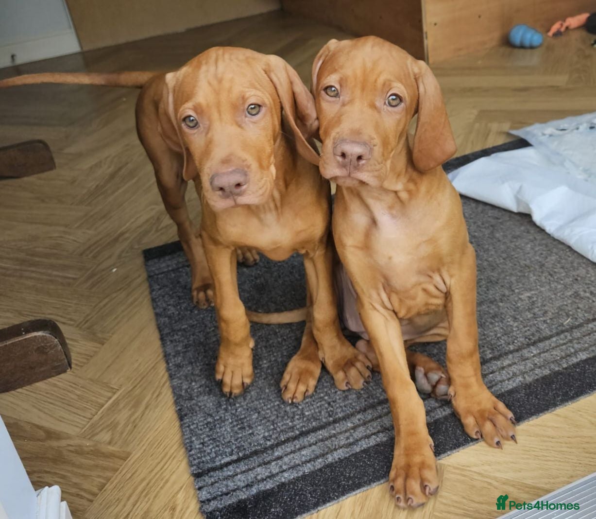 Hungarian Vizsla dogs READY TO LEAVE ,. 2 Beautiful girls left. - Advert 5