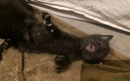 Mixed Breed cats for sale: Playful kittens for sale  - Image 3