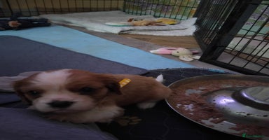 Cavalier King Charles Spaniel dogs - Advert 12