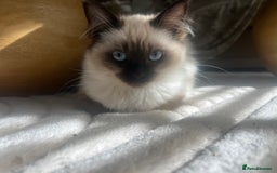 Ragdoll cats for sale: Two beautiful Ragdoll girls available  - Image 11