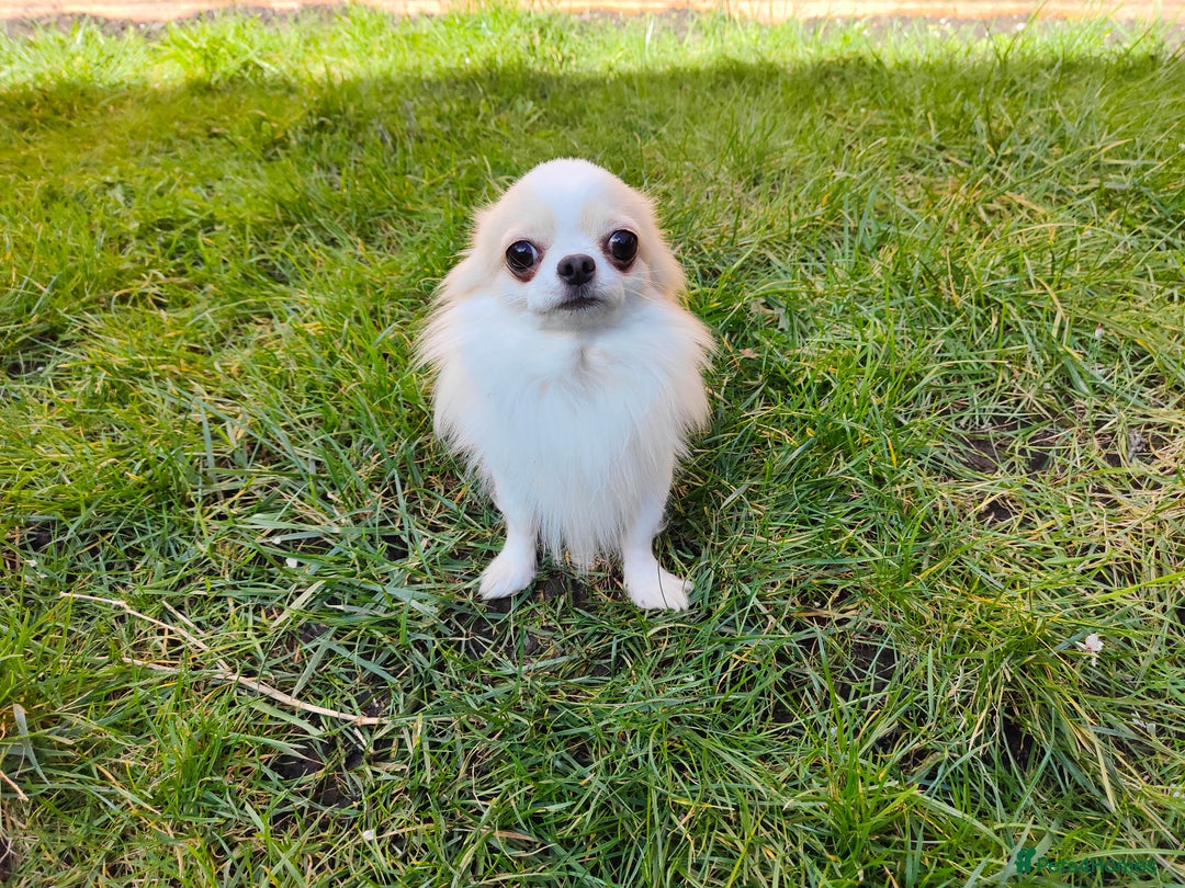 Chihuahua dogs for stud: STUD: Gorgeous White Long Coat Chihuahua  in Aldershot - Image 9
