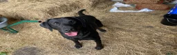 Labrador Retriever dogs for sale: Labrador Puppies  - Advert 2