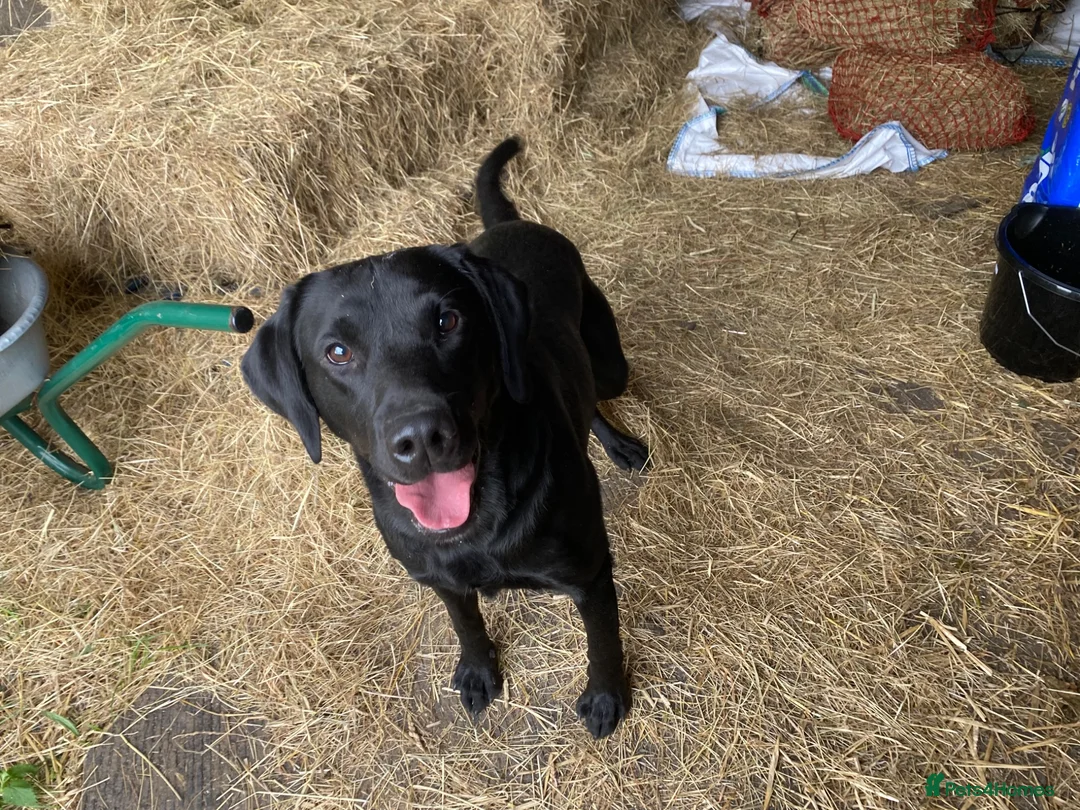 Labrador Retriever dogs for sale: Labrador Puppies  - Advert 2