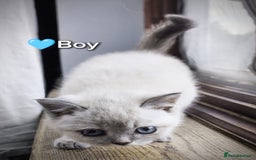 British Shorthair cats for sale: ❤️💙Last 2 Kittens ● TICA Reg ● BSH ●Colorpoints ✨ - Image 22