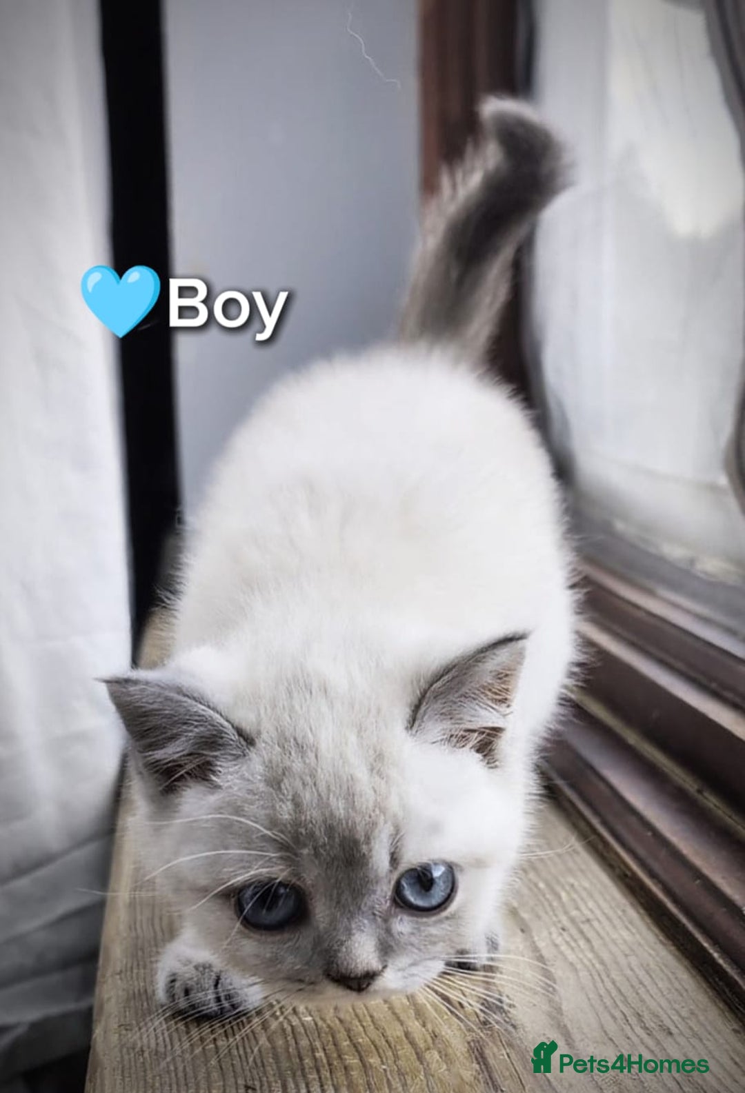 British Shorthair cats for sale: ❤️💙Last 2 Kittens ● TICA Reg ● BSH ●Colorpoints ✨ - Image 22