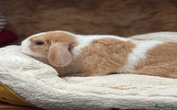 Mini Lop rabbits for sale: Stunning friendly boy, showline mini lop - Image 5