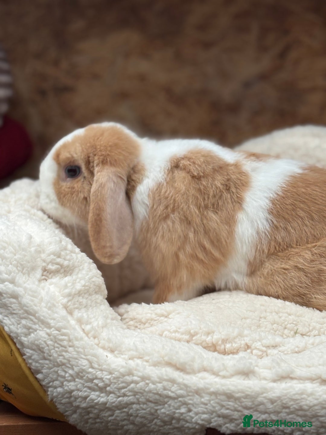 Mini Lop rabbits for sale: Stunning friendly boy, showline mini lop - Image 5