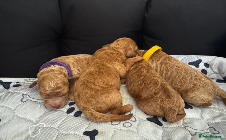Toy Poodle dogs - Advert 2