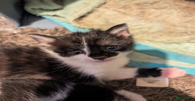 Mixed Breed cats - Advert 1