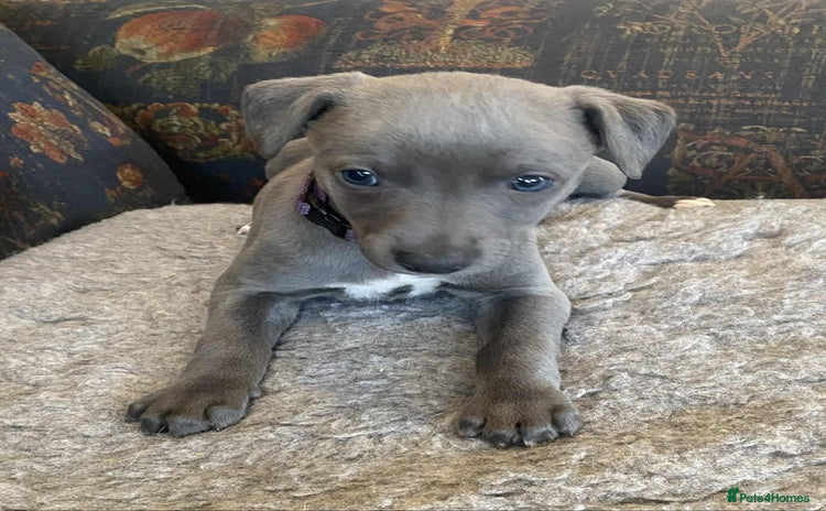 Whippet dogs - Advert 8