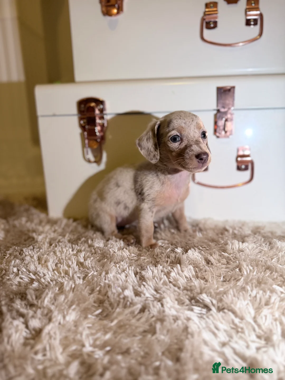 Miniature Dachshund dogs for sale: Miniature Dachshund  - Advert 3