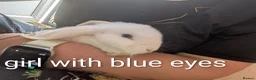English Lop rabbits for sale: 5 lops ready to go  - Advert 2