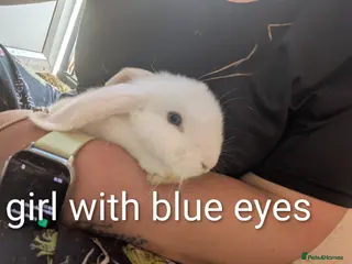 English Lop rabbits 2 lops ready to go - Advert 6