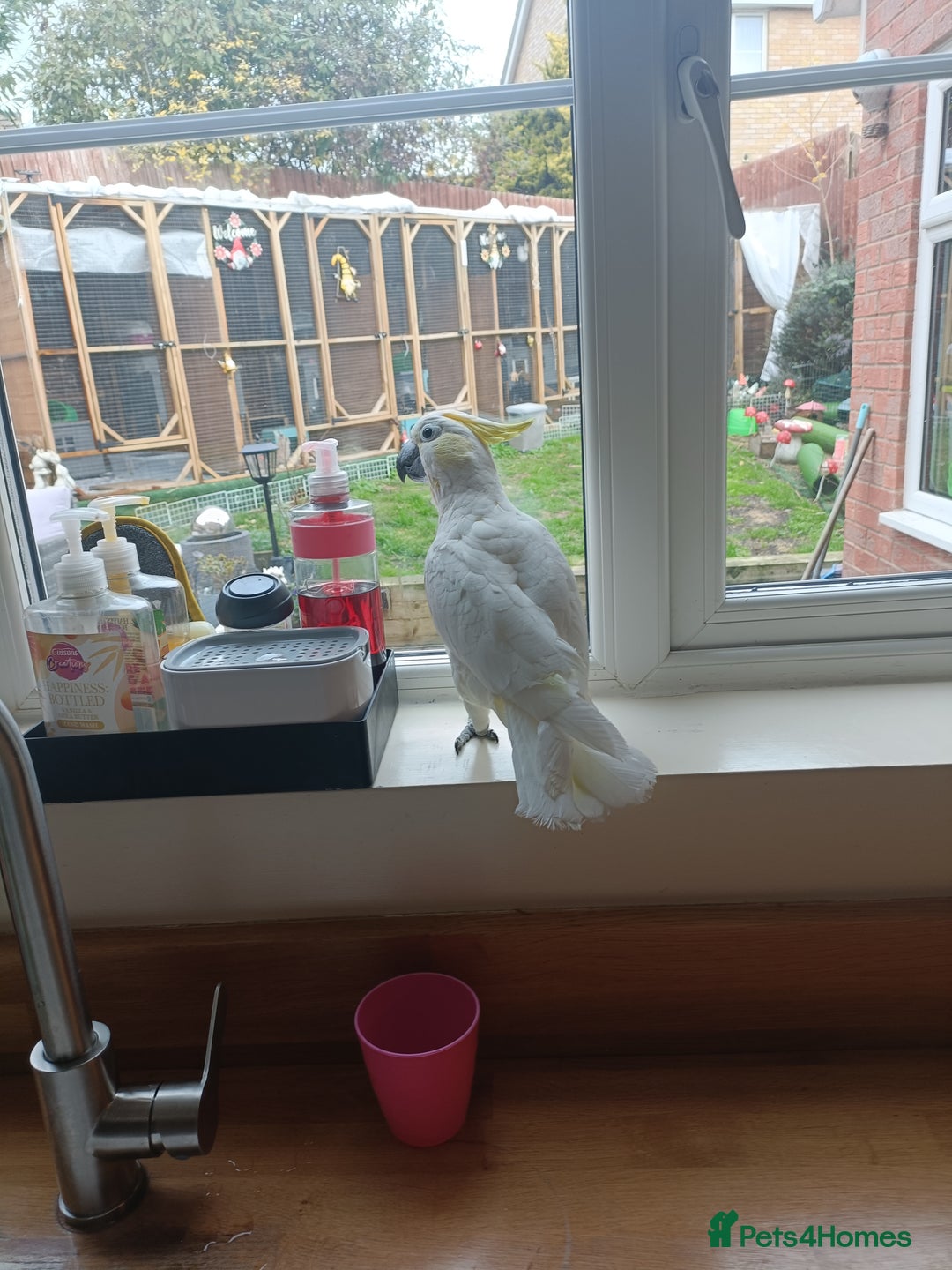 Cockatoo birds for sale: Cockatoo  - Advert 3