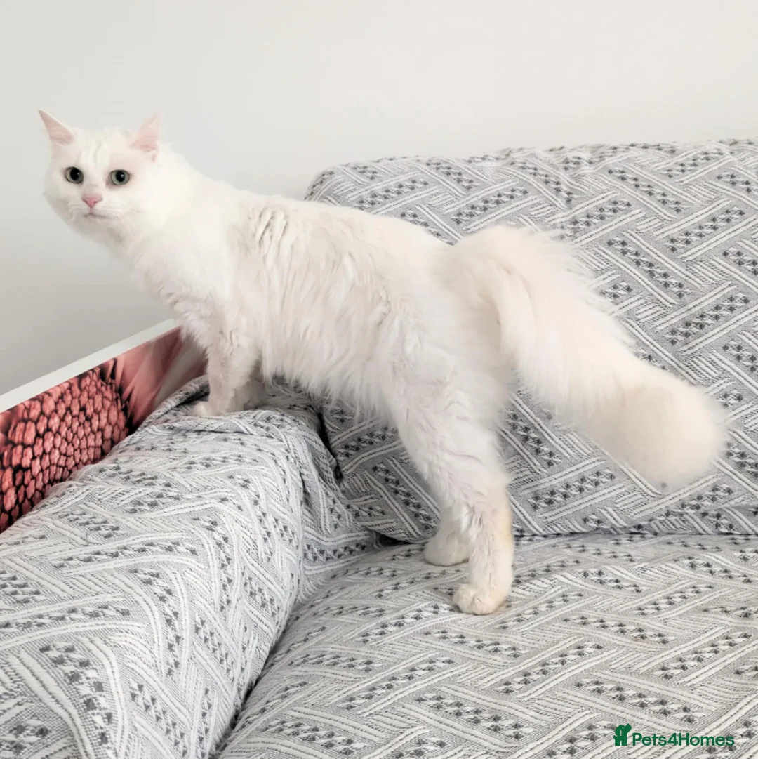 Turkish Angora cats for sale: Affectionate Turkish Angora Boy - Advert 7