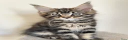 Maine Coon cats for sale: Maine coin kittens available for reservation  in Brighouse - Advert 23