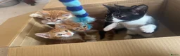 Mixed Breed cats for sale: Lovely kittens ready NOW!! - Advert 11