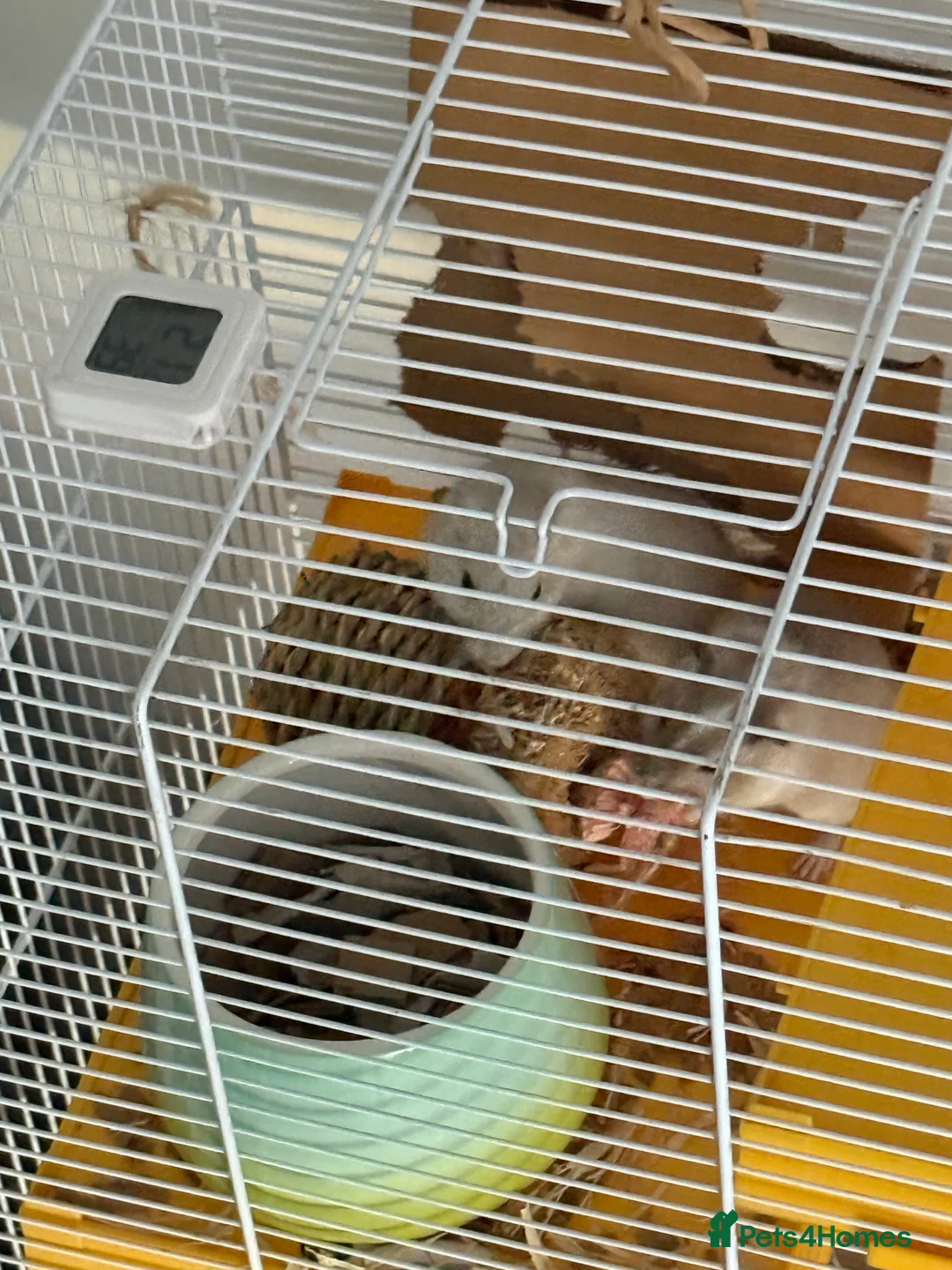 Gerbil rodents for sale: Two Male Gerbils 6 months old in London - Advert 2
