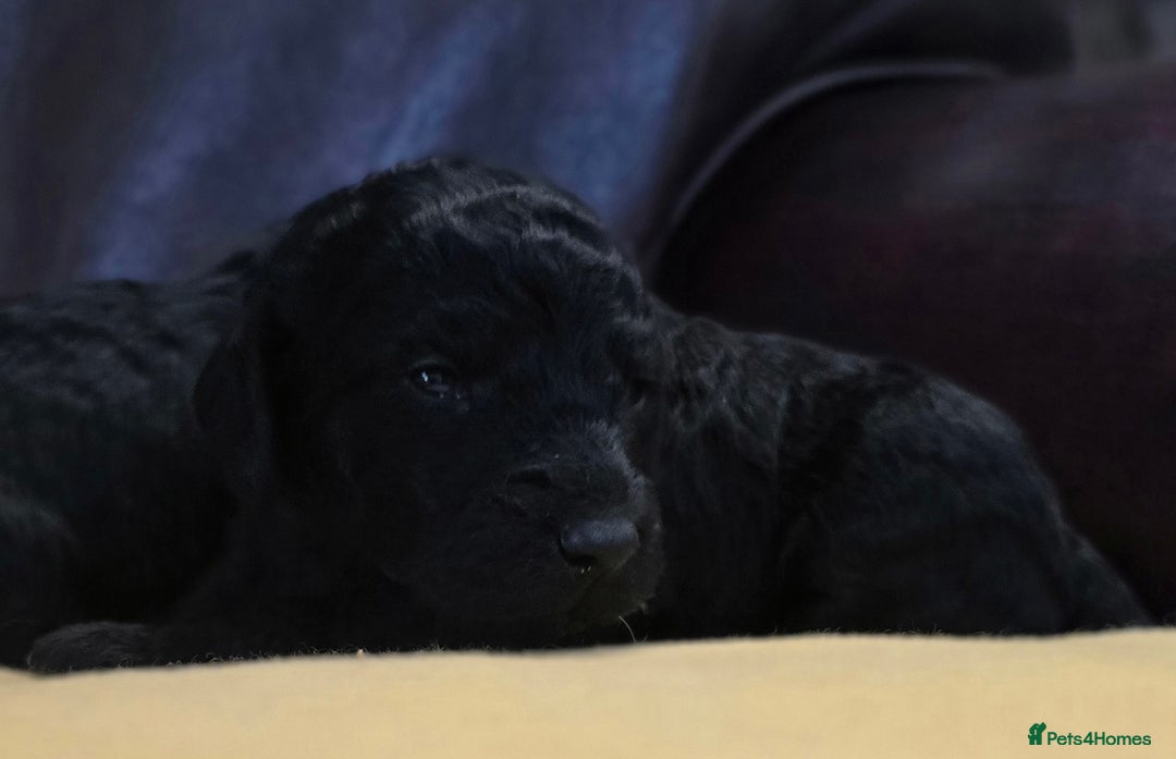 Cockapoo dogs for sale: Stunning F1b cockerpoo's - Image 9