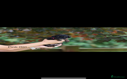 Bordoodle dogs for sale: GOLD STANDARD HIGH HEALTH COLLIPOO PUPPIES 🌟 - Image 12