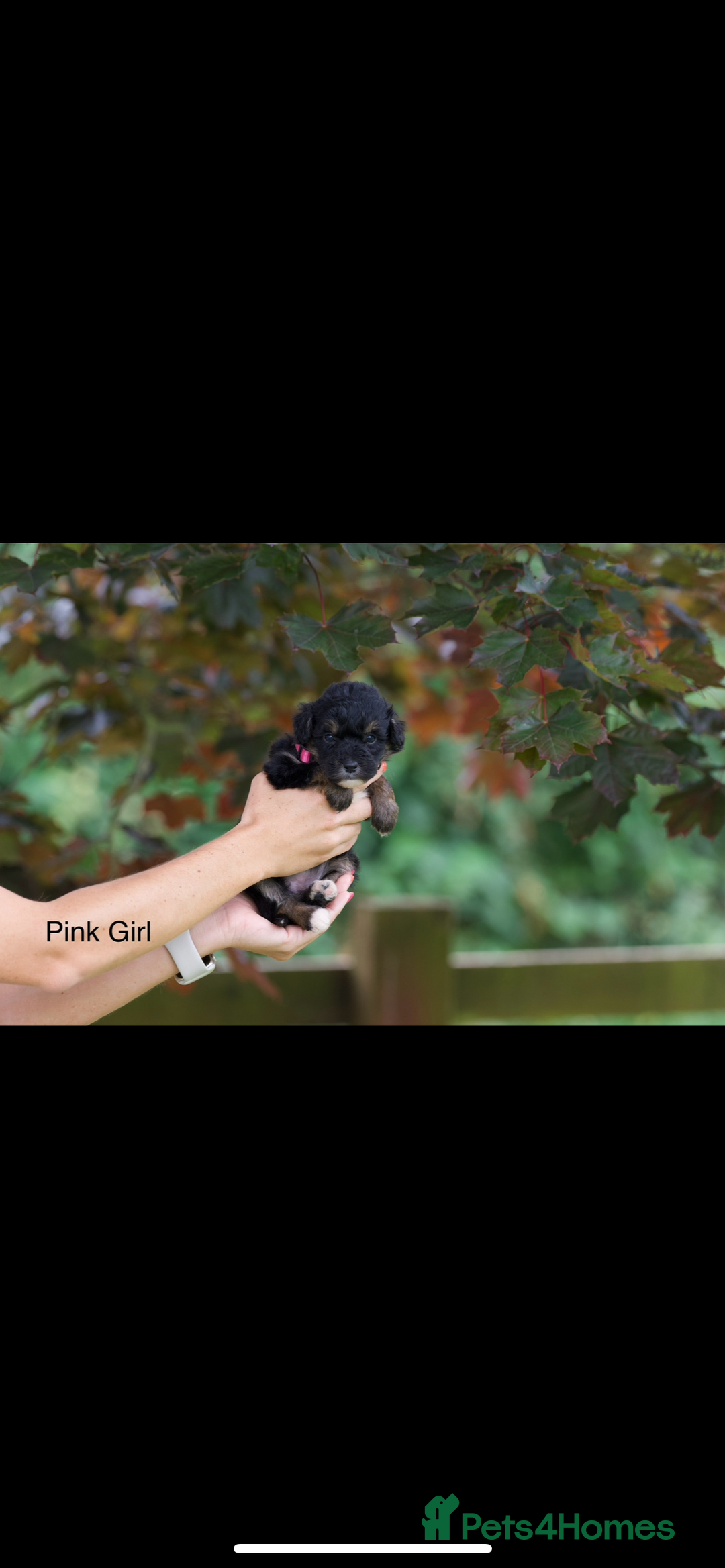 Bordoodle dogs for sale: GOLD STANDARD HIGH HEALTH COLLIPOO PUPPIES 🌟 - Image 12