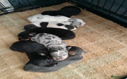 Mixed Breed dogs for sale: Jackweenie puppies - Image 3