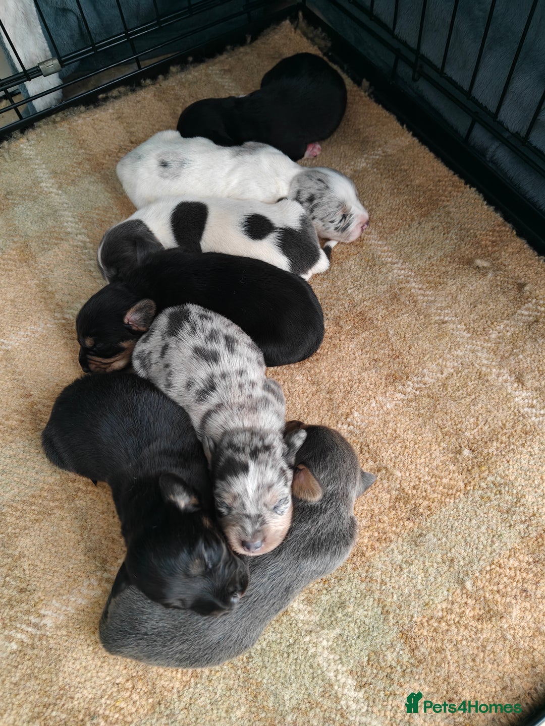 Mixed Breed dogs for sale: Jackweenie puppies - Image 3