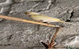 Canaries birds for sale: GOLDFINCH PAIR Canary’s zebras and bengalese  - Image 4