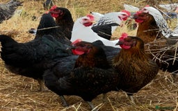Chickens poultry for sale: Pol Hens For Sale - Image 7