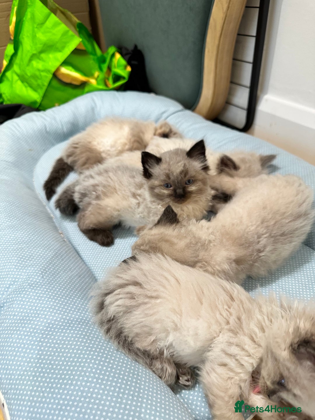 Ragdoll cats for sale: Beautiful family reared Ragdoll kittens  - Image 11