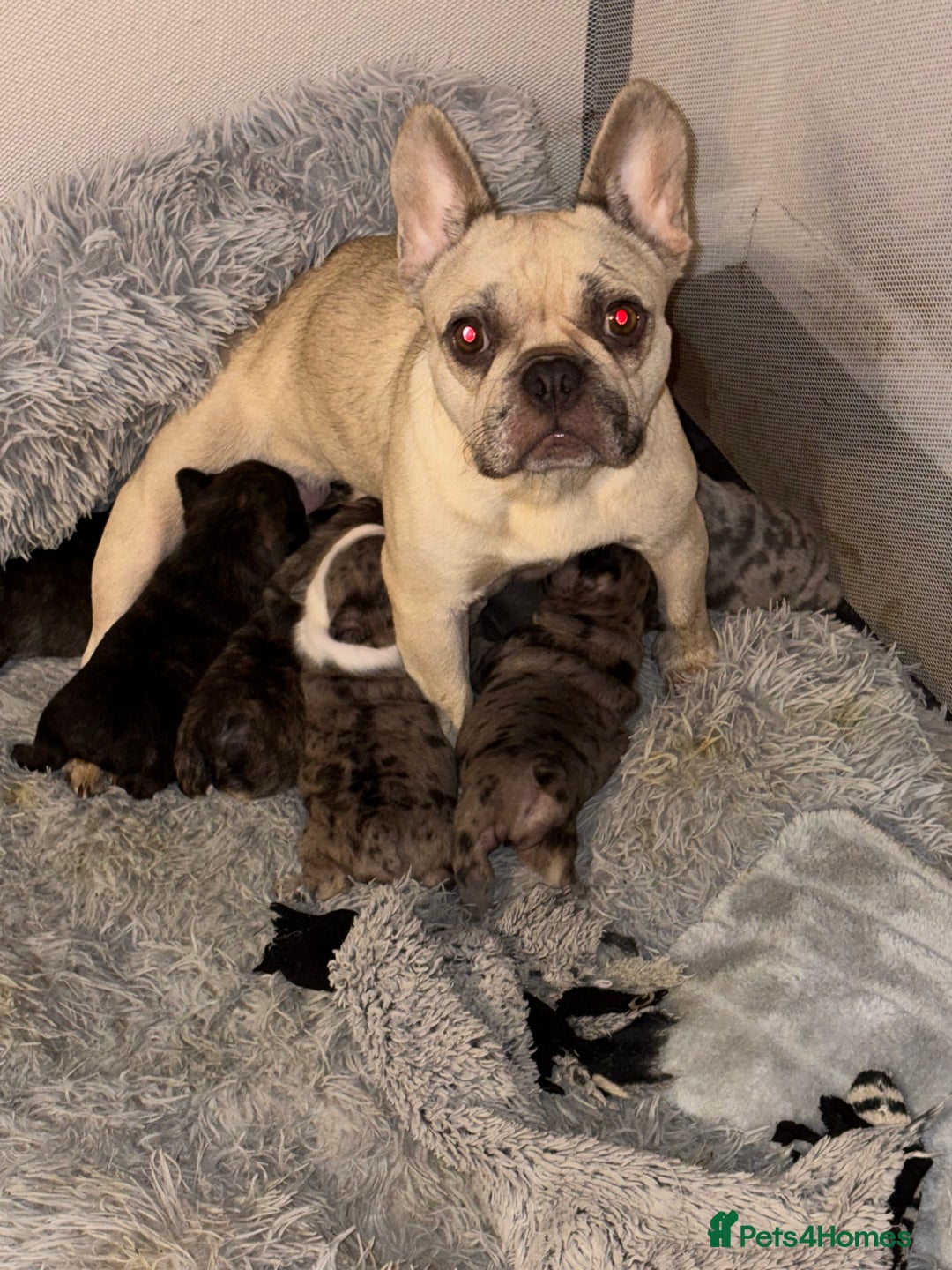 French Bulldog dogs for sale: 7 Stunning French Bulldogs  - Advert 4