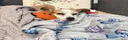 Jack Russell dogs for sale: Minnie  - Advert 9