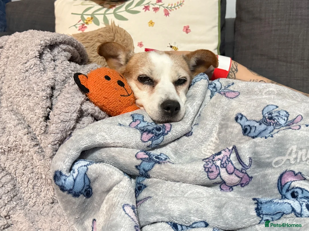 Jack Russell dogs for sale: Minnie  - Advert 9