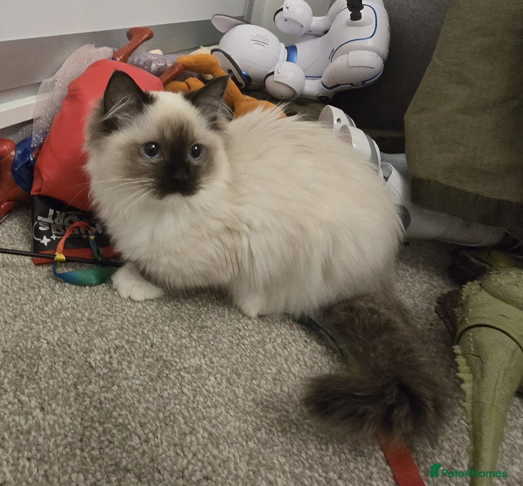 Ragdoll cats for sale: Ragdoll - Advert 21